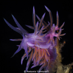 Flabellina affinis_August 2024
(Canon100,1/200,f16,iso100) by Antonio Venturelli 